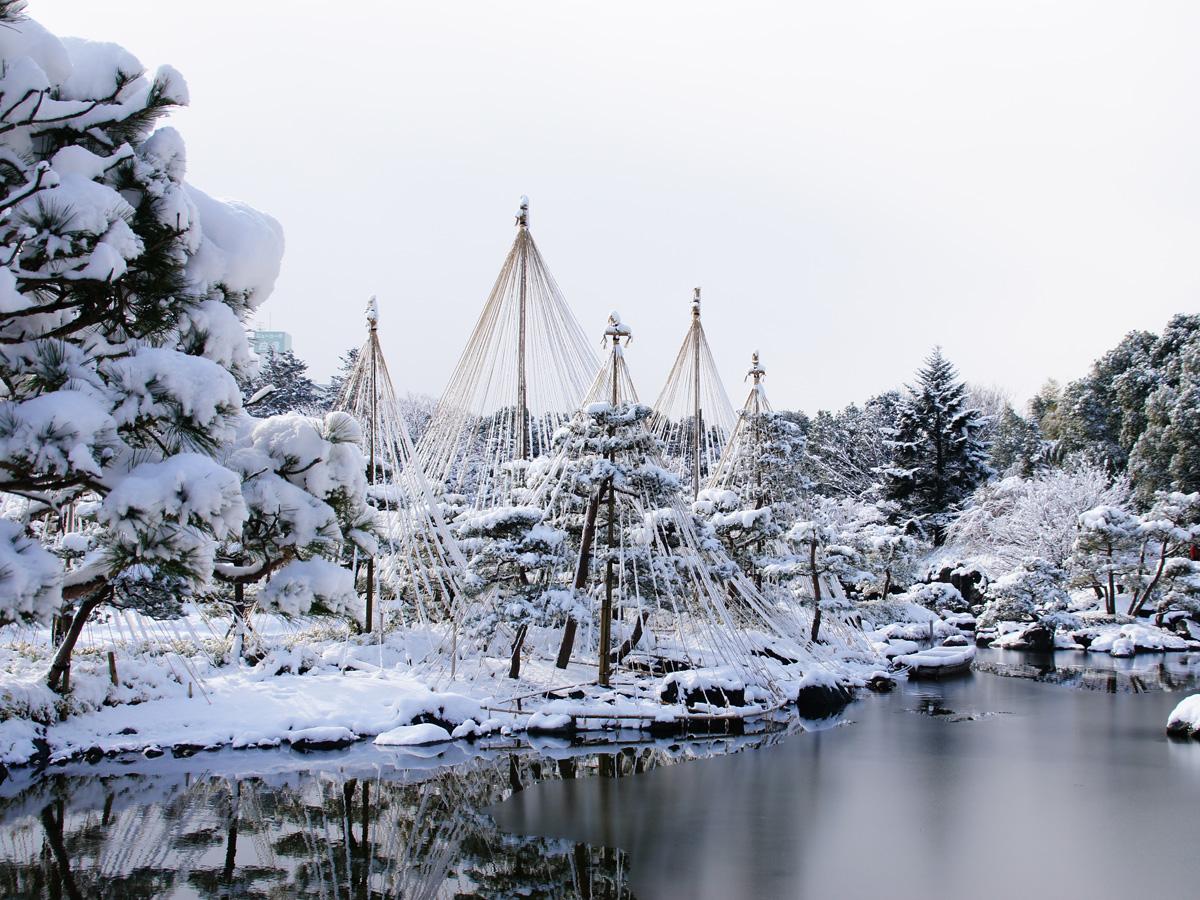 雪吊り 雪景色