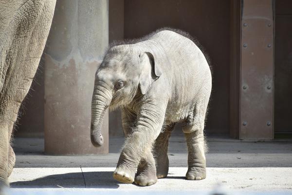 東山動植物園 アジアゾウ(赤ちゃん)